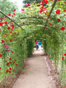 A rose bower
